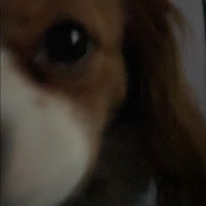 Meet your Posher, Cornelia